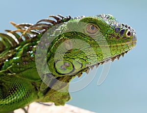 Green Iguana male beautiful multicolor animal, colorful reptile in south Florida