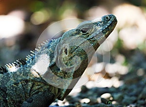 Green Iguana male beautiful multicolor animal, colorful reptile in south Florida