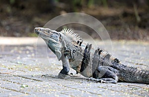 Green Iguana male beautiful multicolor animal, colorful reptile in south Florida