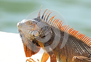 Green Iguana male beautiful multicolor animal, colorful reptile in south Florida