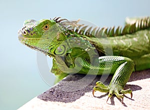 Green Iguana male beautiful multicolor animal, colorful reptile in south Florida