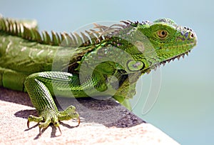 Green Iguana male beautiful multicolor animal, colorful reptile in south Florida