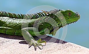 Green Iguana male beautiful multicolor animal, colorful reptile in south Florida