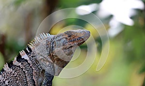 Green Iguana male beautiful multicolor animal, colorful reptile in south Florida