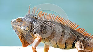 Green Iguana male beautiful multicolor animal, colorful reptile in south Florida