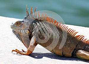 Green Iguana male beautiful multicolor animal, colorful reptile in south Florida