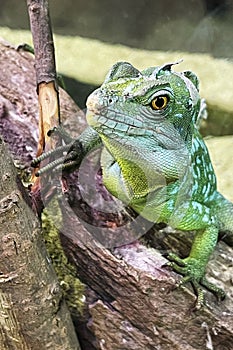 Green Iguana male beautiful multicolor animal, colorful reptile stock photo