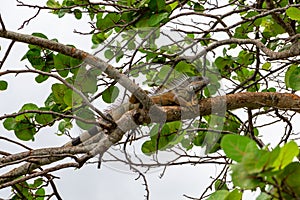 Green iguana, male, orange color, on seagrape Coccoloba uvifera tree branch - Topeekeegee Yugnee TY Park,