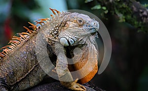 Green iguana male posing with mating color