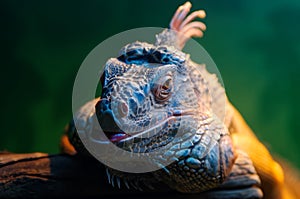 Green iguana male sits on a tree branch. Portrait - closeup