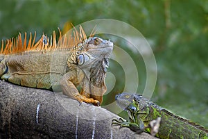 Green Iguana mating game