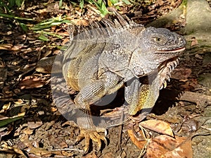 Green iguana over leaf litter. Detailed eyes, scales, spines and dewlap.