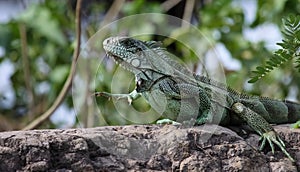 Green Iguana in the Pantanal, Brazil