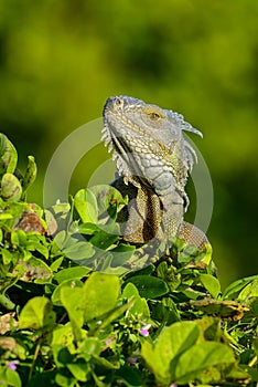Green iguana