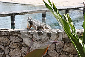 Green iguana perched on wall