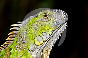 Green Iguana Portrait