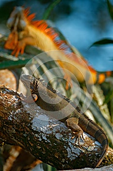 Green iguana, portrait of orange and green big lizard in the dark green forest. Animal in the nature tropical river habitat, Carar