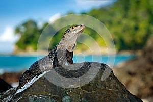 Green iguana, portrait of orange and green big lizard in the dark green forest. Animal in the nature tropical river habitat, Carar