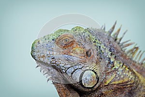 Green Iguana portrait