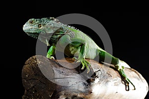 Green iguana poses at the chunk of wood