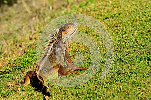 Green iguana posing