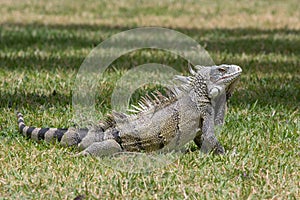 A green iguana posing in the grass in Curacao photo