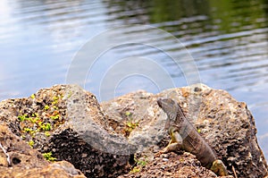 Green iguana posing