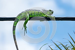 Green iguana on a power line - Pembroke Pines, Florida, USA