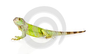 Green iguana in profile. isolated on white background