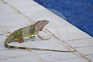 Green Iguana ready for a dip in the pool