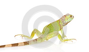 Green iguana rear view. isolated on white background