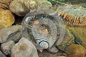 Green iguana reptile