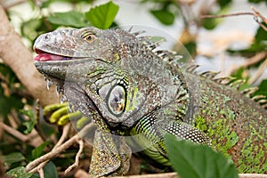 Green Iguana Reptile