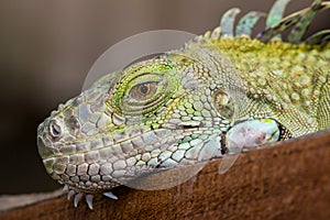 Green Iguana Reptile