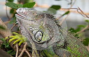 Green Iguana Reptile