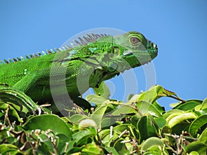 Green Iguana Reptile Blue Sky