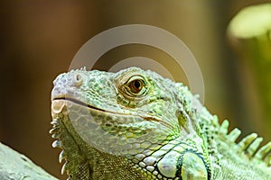 Green Iguana Reptile Portrait