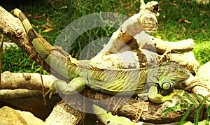 Green iguana rest photo