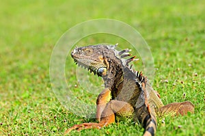 Green iguana resting