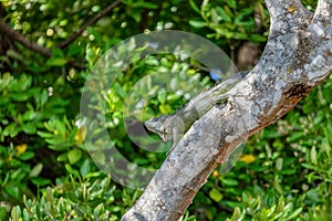 Green iguana (Iguana iguana), Rio Tempisque Costa Rica wildlife