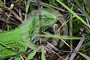 Green Iguana Portrait