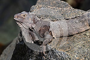 Green Iguana on rock. Shedding skin.