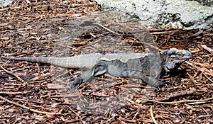 Green iguana shedding