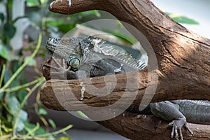 A Green Iguana Iguana iguana sits motionless along a tree branch in the rainforest