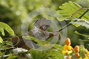 Green Iguana sitting on a branch in the rainforest, Costa Rica, Lizard`s head close-up view. Small wild animal looks like dragon