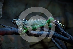 Green iguana
