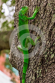 Green iguana on southern live oak tree - Davie, Florida, USA