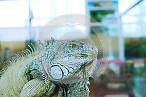 Green Iguana stand on the log