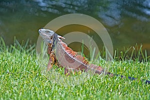 Green Iguana sunning on grass with water in background