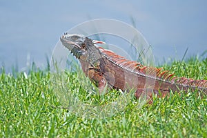 Green Iguana sunning on grass with water in background